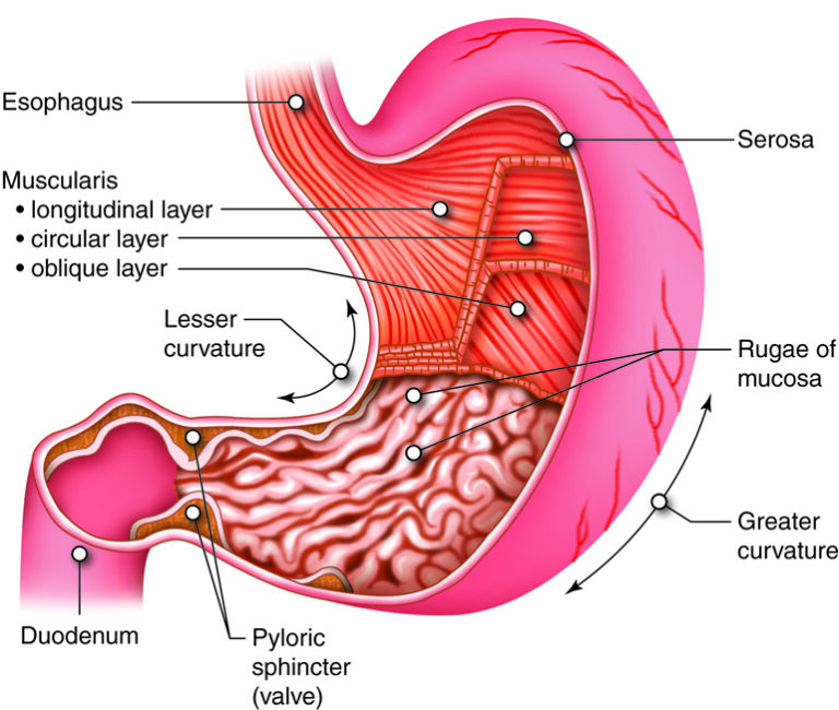 How Acid Reflux Affects Your Health and Quality of Life