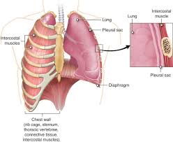 The Role of Pulmonary Rehab in Strengthening Your Lungs